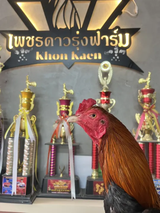 ภาพประกอบ เจ้า จับโจร 1