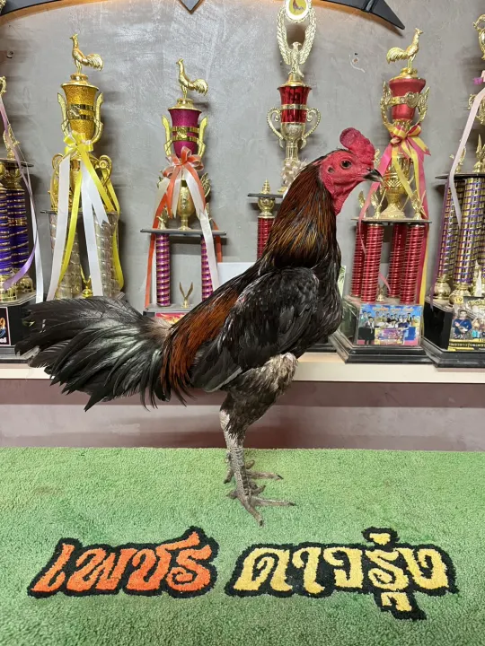 เจ้า เทากองบิน