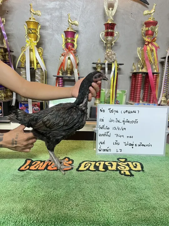 ทอง749